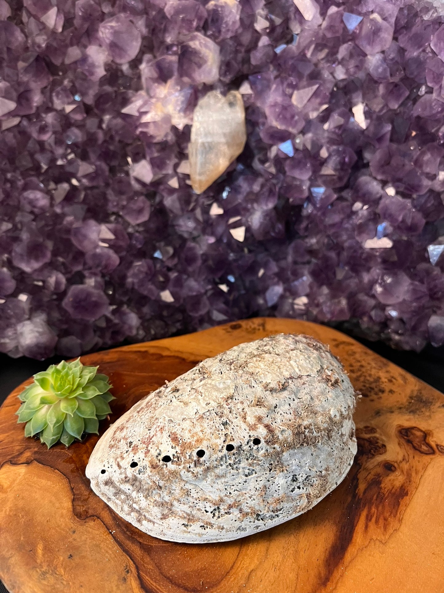 Abalone Schelp 13 cm (art. 1-136)