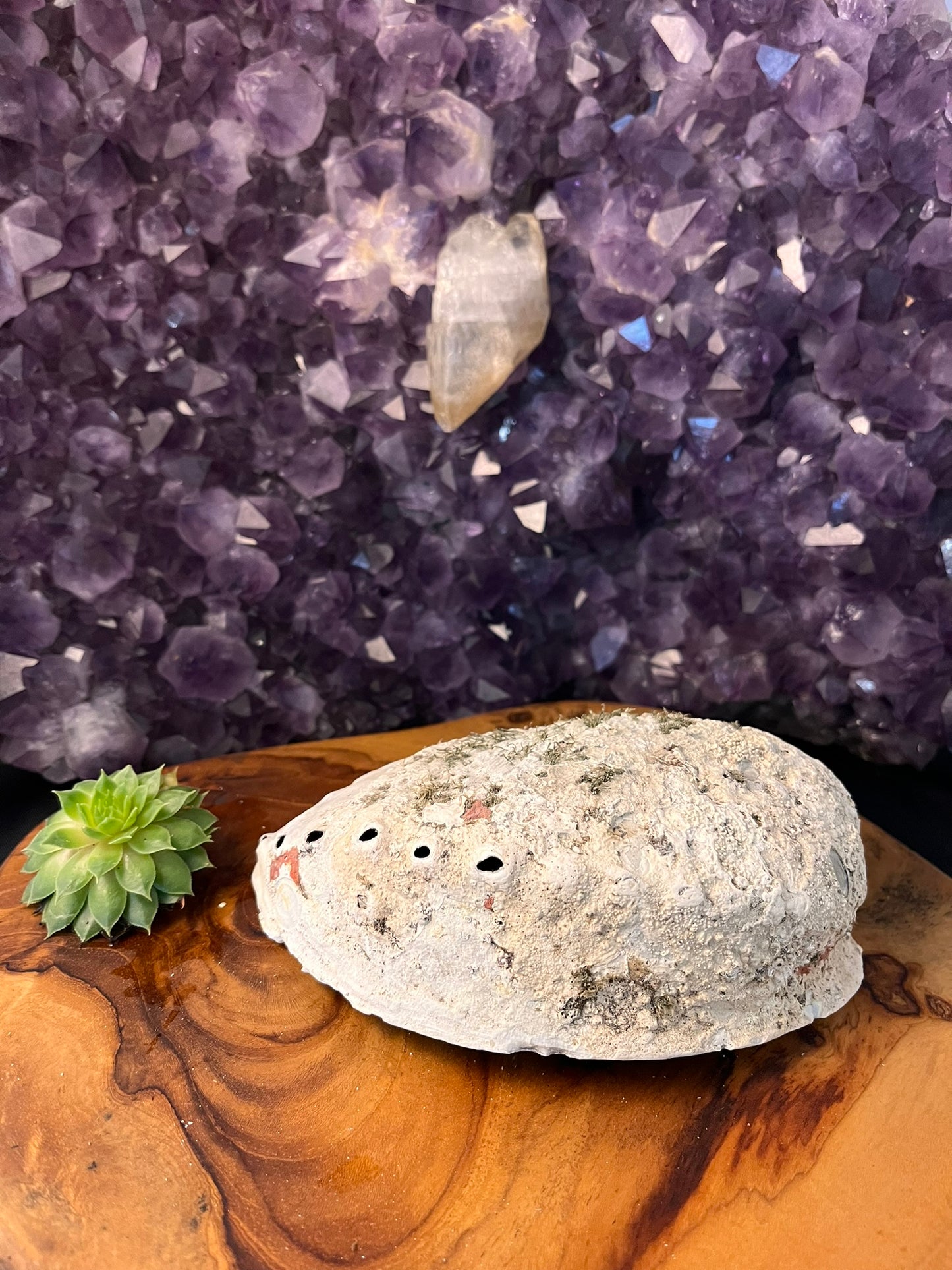 Abalone Schelp 14.5 cm (art. 1-137)