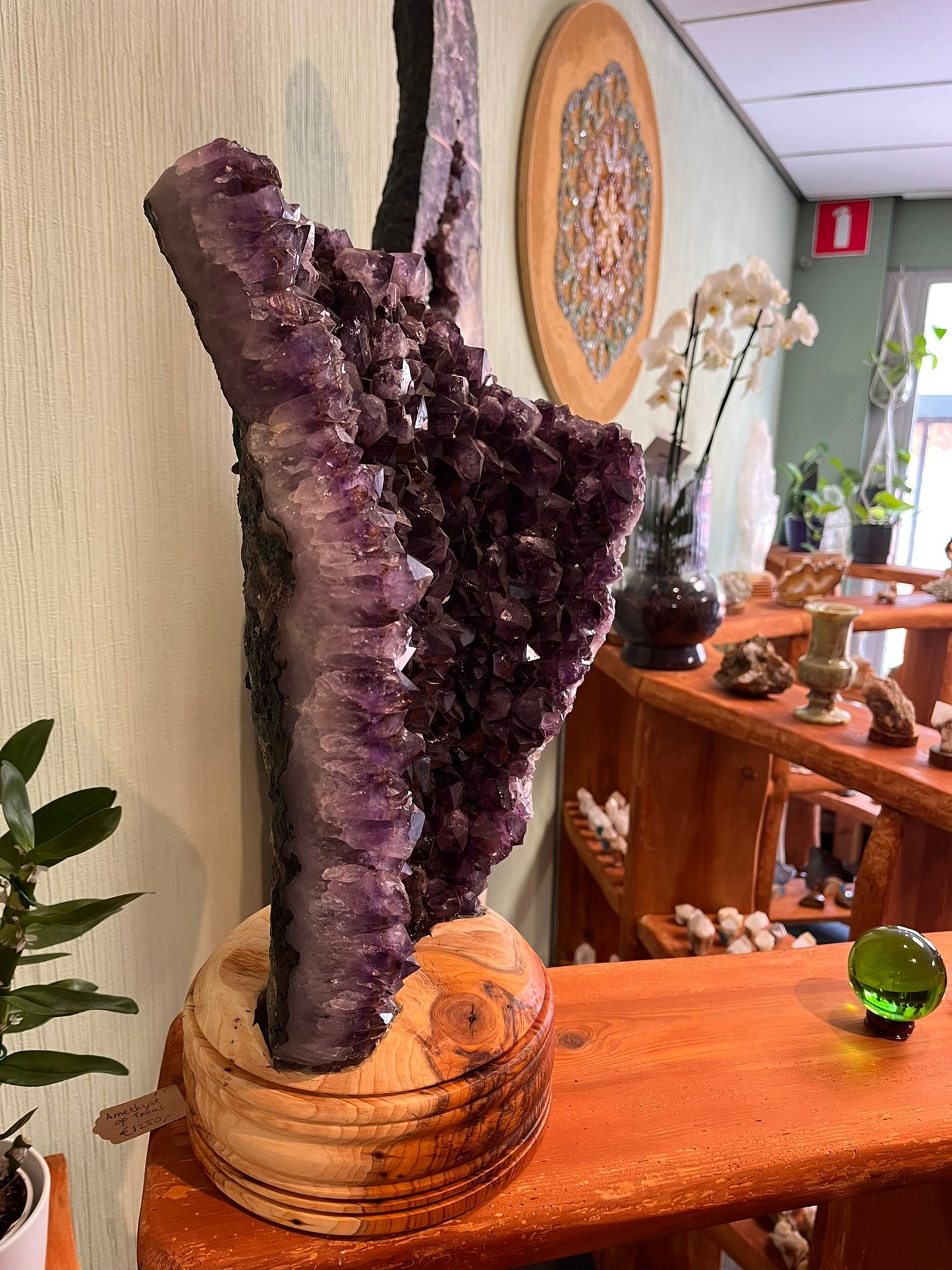 Amethyst op taxus hout, 49 x 30 cm, 14 kg, artikel 7-1