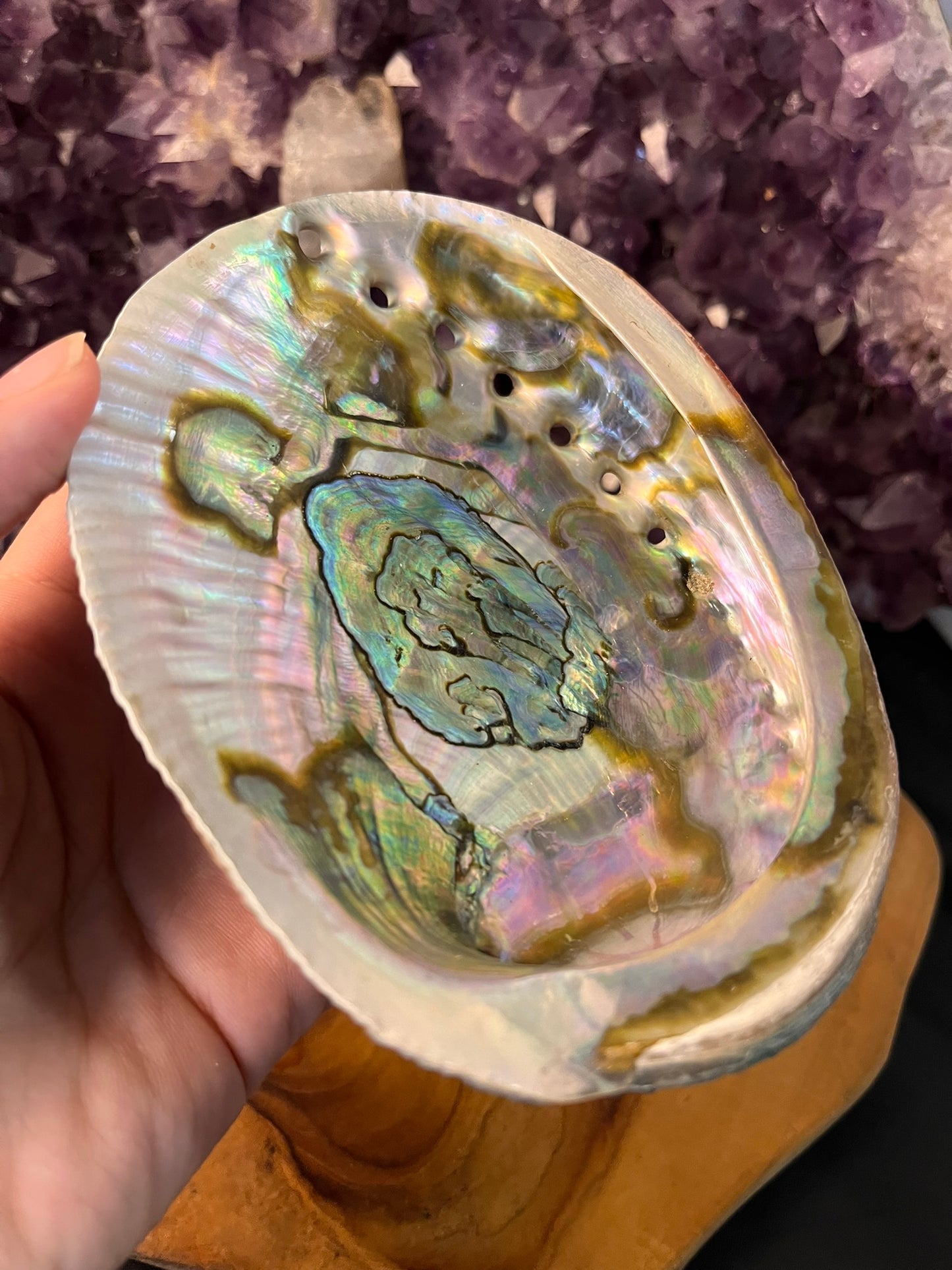 Abalone Schelp 14 cm (art. 1-133)