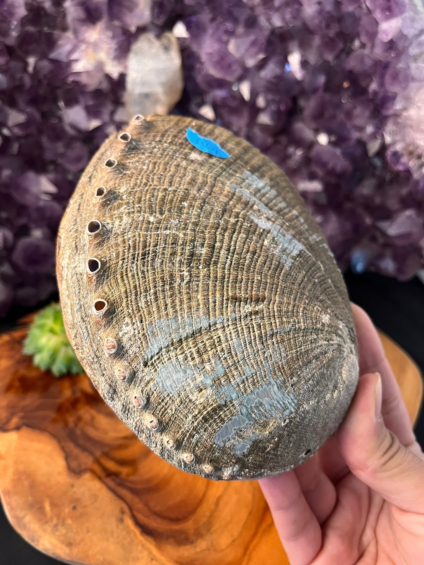 Abalone Schelp 14 cm (art. 1-133)