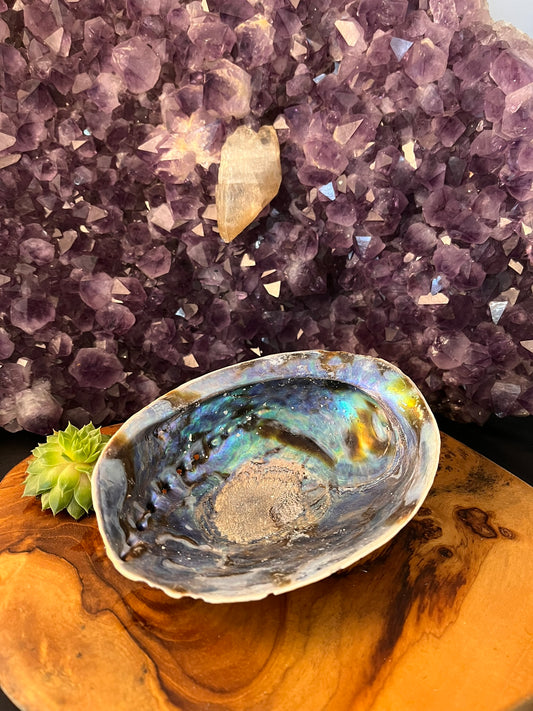 Abalone Schelp 14 cm (art. 1-135)