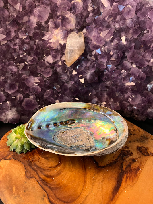 Abalone Schelp 13 cm (art. 1-136)