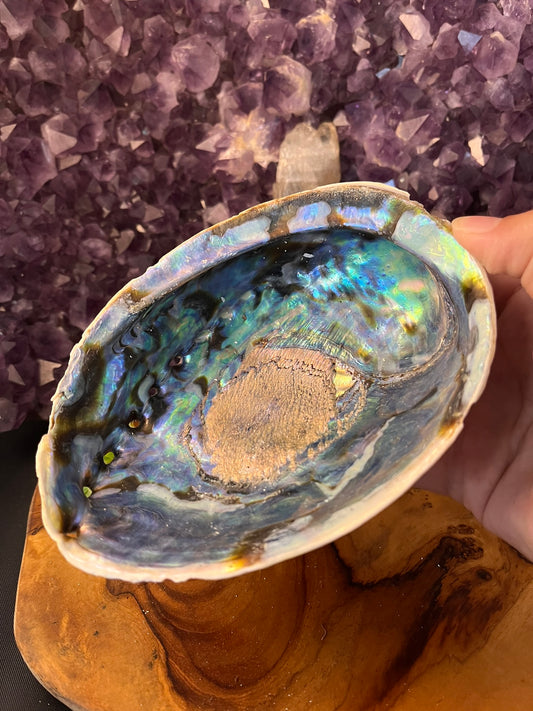 Abalone Schelp 14.5 cm (art. 1-137)